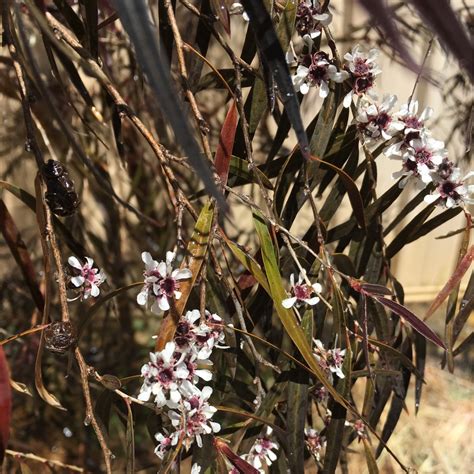 afterdarkwillow|Agonis Flexuosa 'After Dark' .